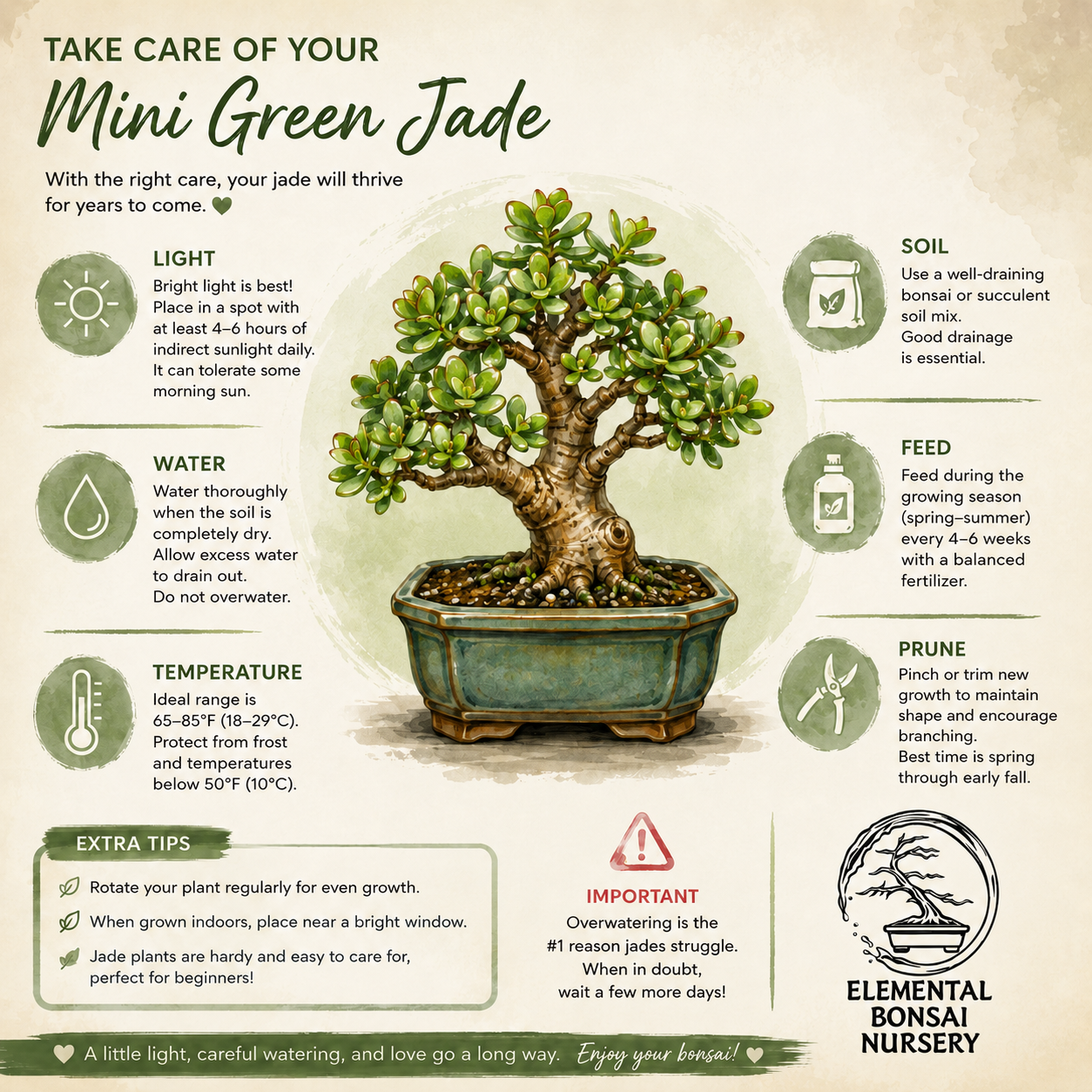 Dwarf Green Jade Ceramic 6" Pot - One of a Kind Bonsai