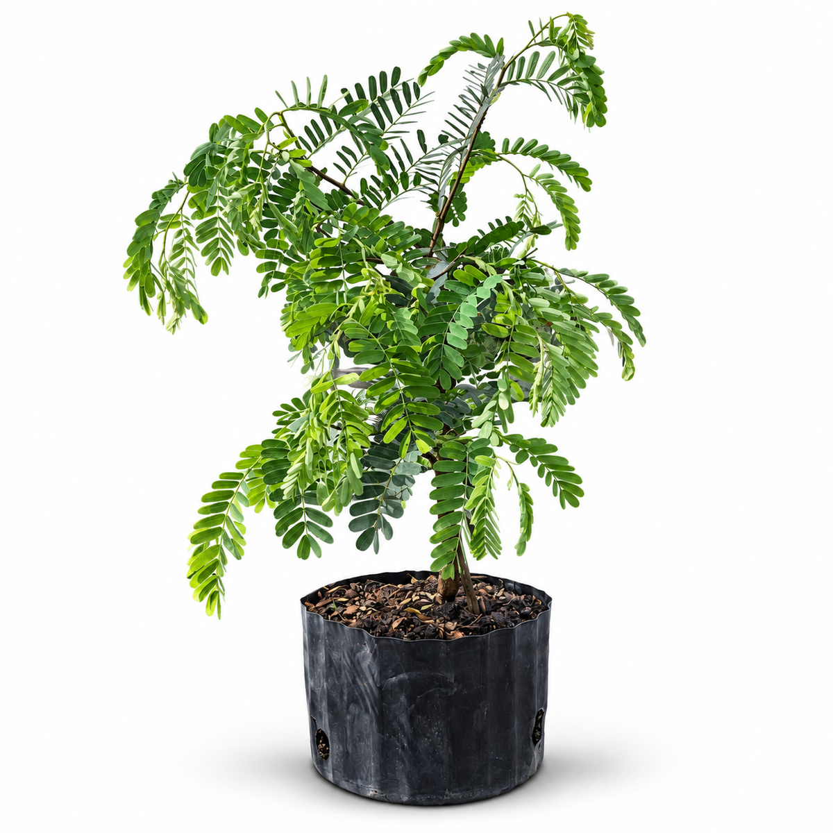 Tamarind Indica in 8" Pot - Pre Bonsai