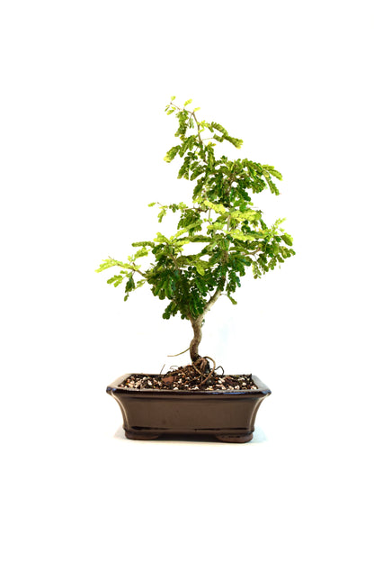 Texas Ebony Bonsai Ceramic 8" Pot - One of a Kind Bonsai