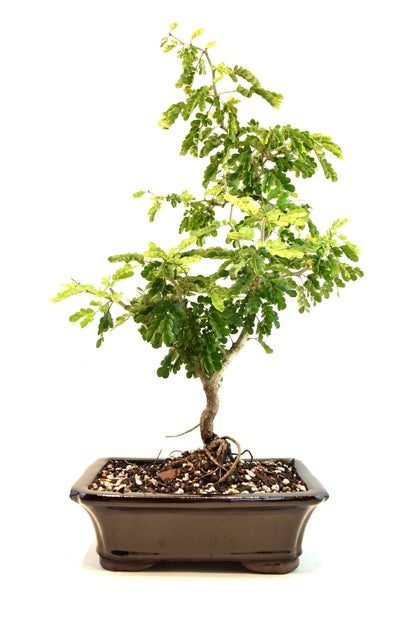 Texas Ebony Bonsai Ceramic 8" Pot - One of a Kind Bonsai