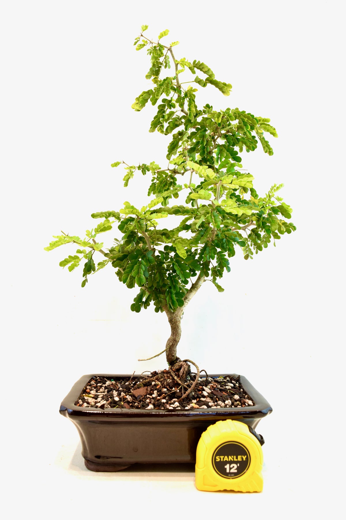 Texas Ebony Bonsai Ceramic 8" Pot - One of a Kind Bonsai