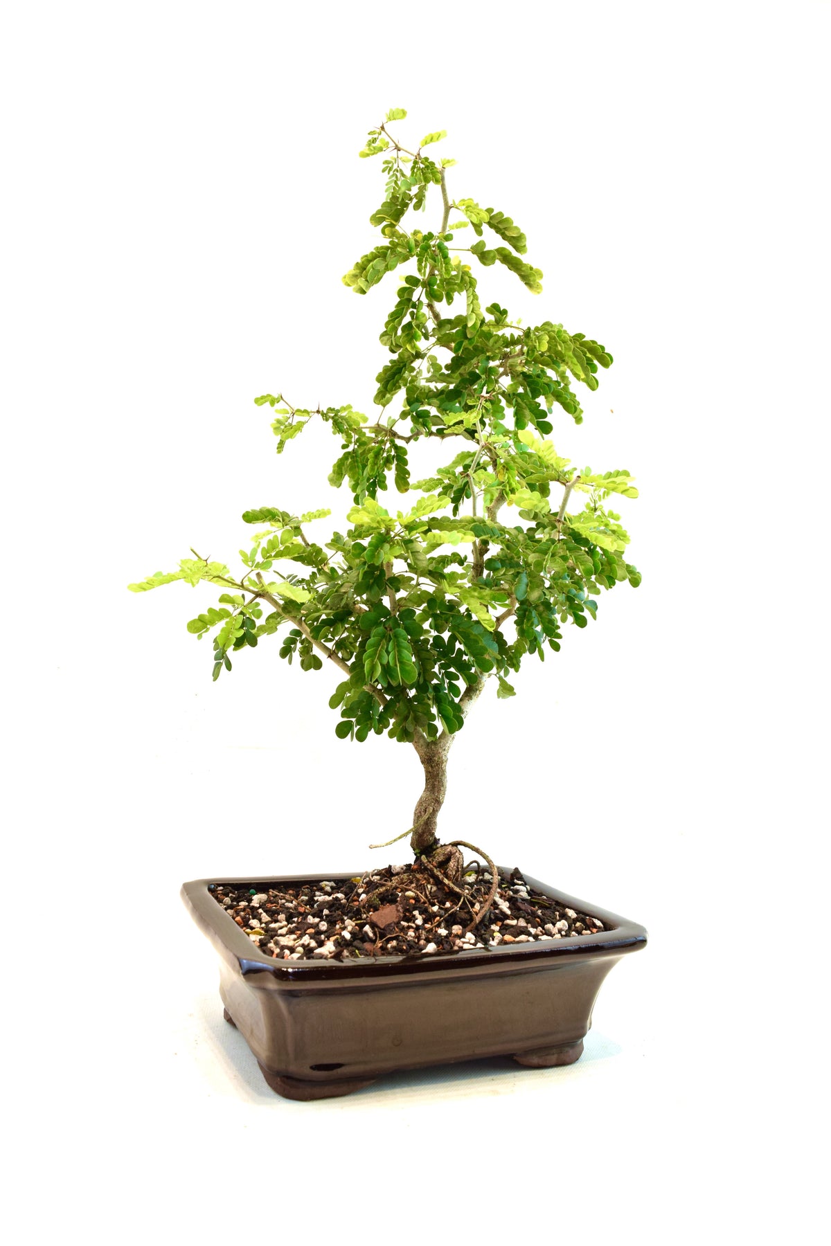 Texas Ebony Bonsai Ceramic 8" Pot - One of a Kind Bonsai
