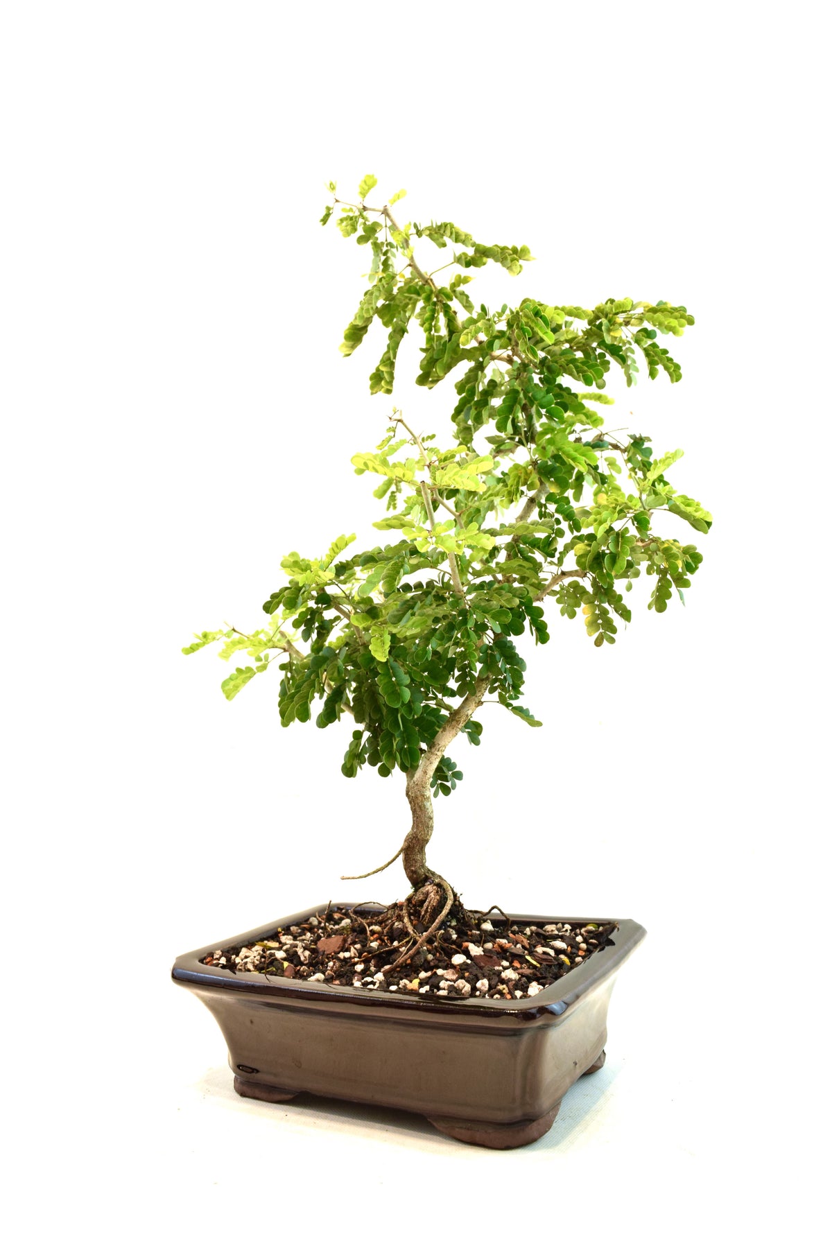 Texas Ebony Bonsai Ceramic 8" Pot - One of a Kind Bonsai