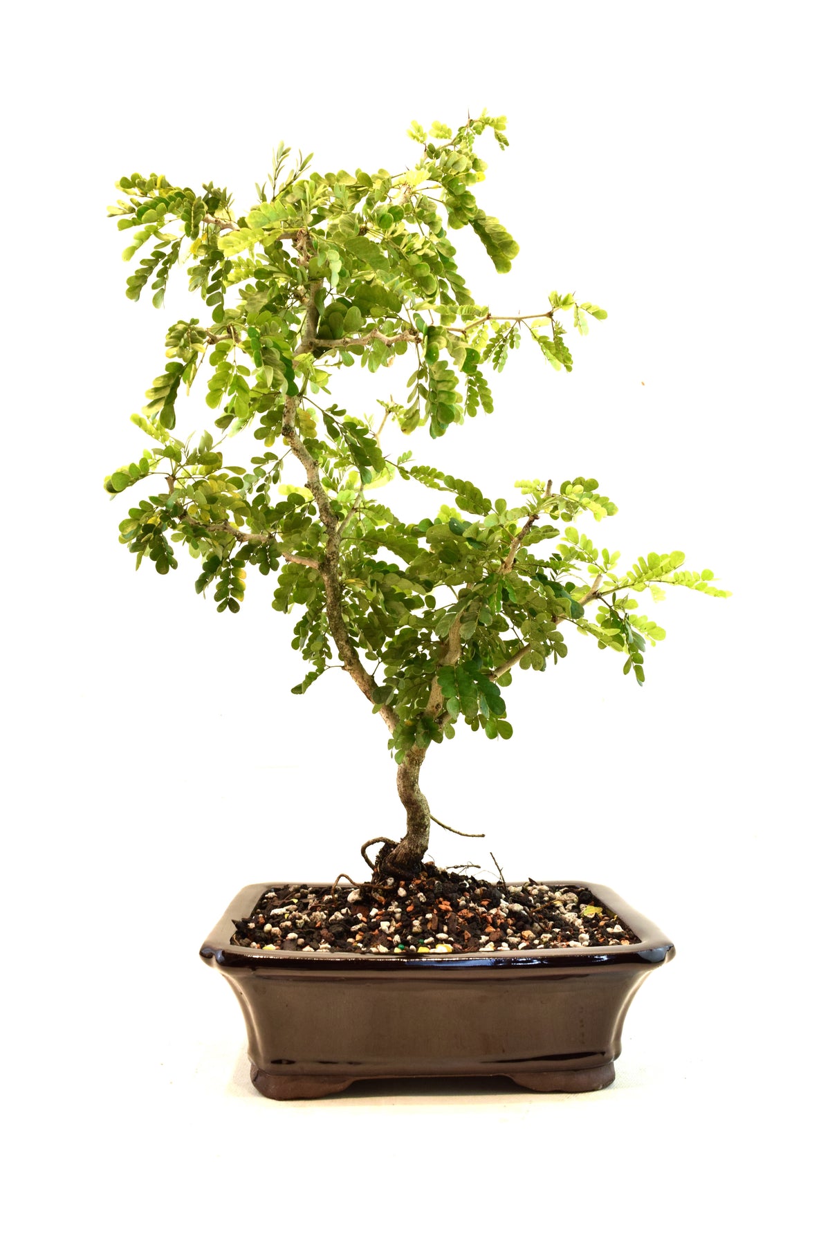 Texas Ebony Bonsai Ceramic 8" Pot - One of a Kind Bonsai