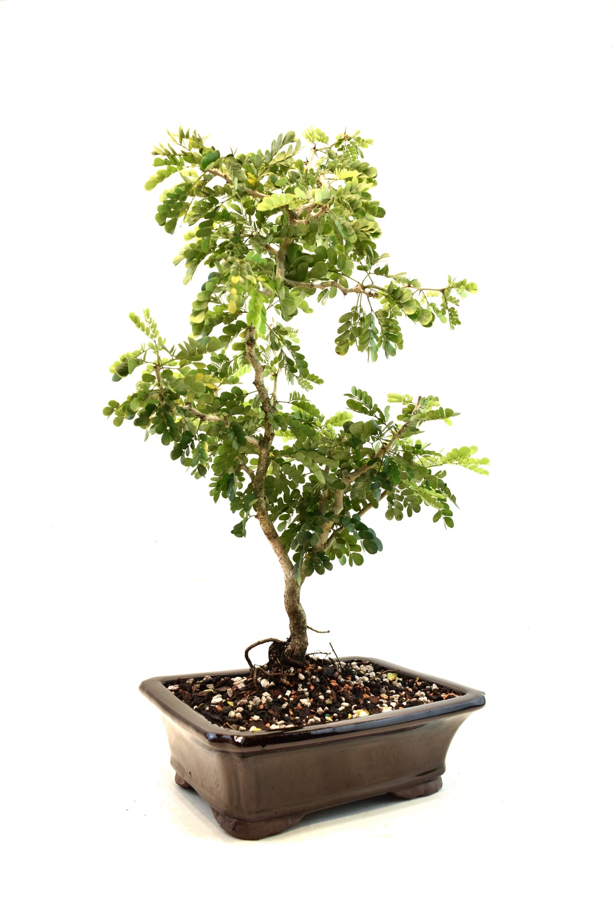 Texas Ebony Bonsai Ceramic 8" Pot - One of a Kind Bonsai