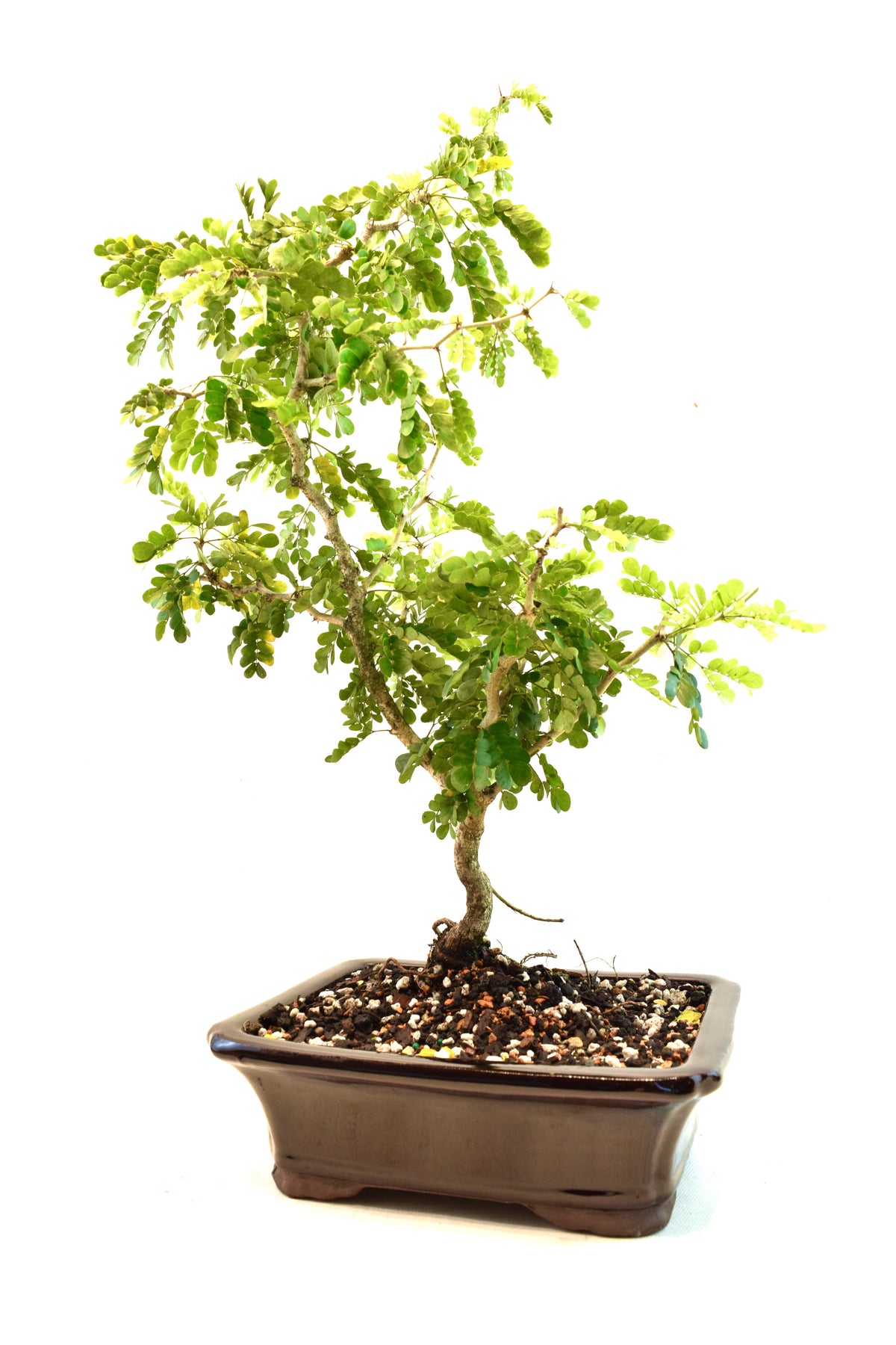 Texas Ebony Bonsai Ceramic 8" Pot - One of a Kind Bonsai