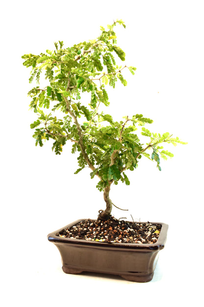 Texas Ebony Bonsai Ceramic 8" Pot - One of a Kind Bonsai
