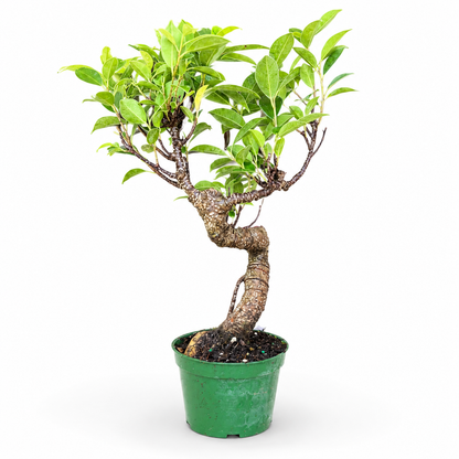 Tiger Bark Ficus Styled Bonsai in 4"Pot - Pre-Bonsai