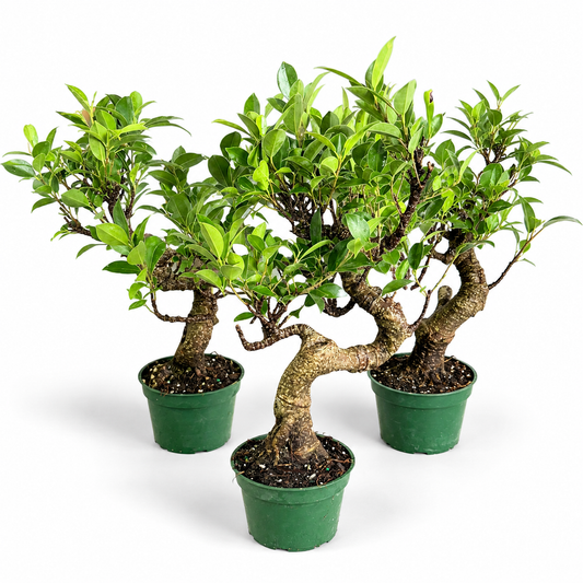 Tiger Bark Ficus Styled Bonsai in 4"Pot - Pre-Bonsai