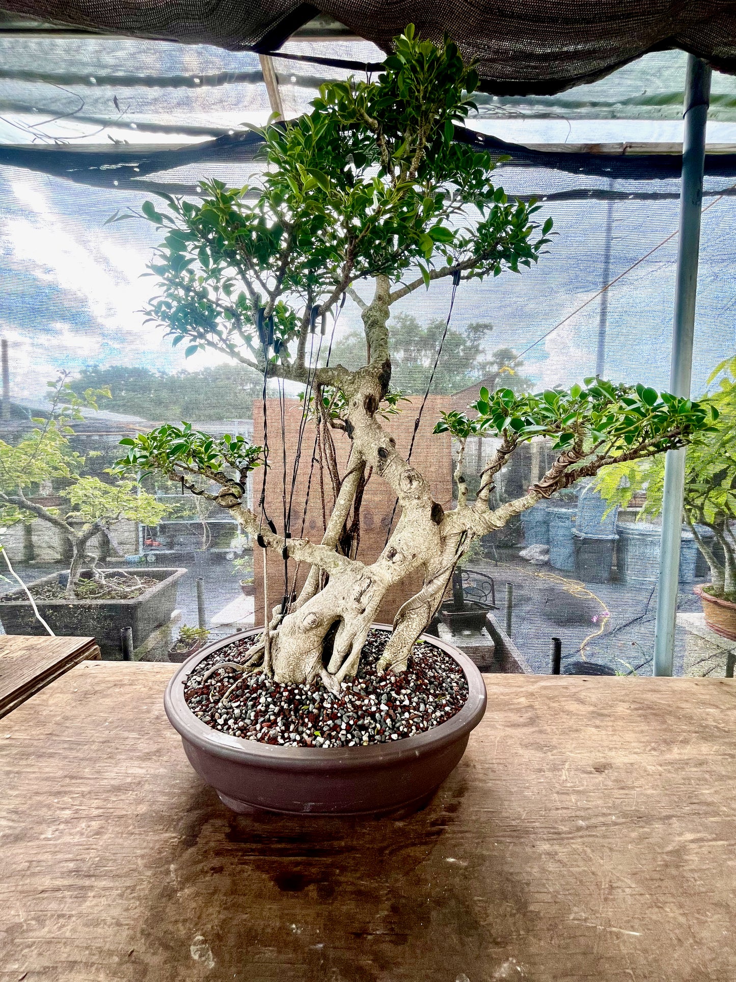 Tiger Bark Ficus Bonsai 16 years old