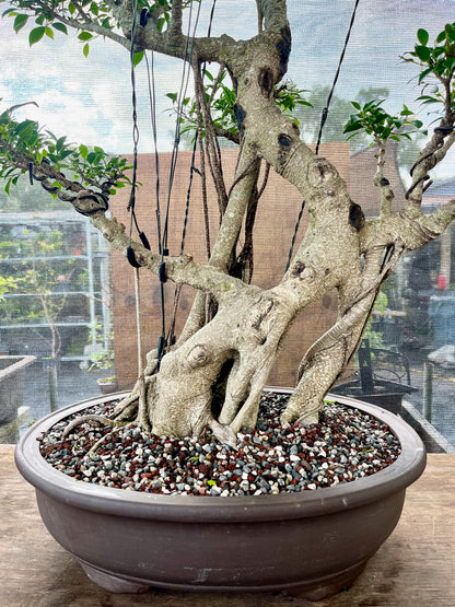 bonsai ficus tree Tiger Bark Ficus Bonsai 16 years old
