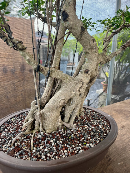 Tiger Bark Ficus Bonsai 16 years old