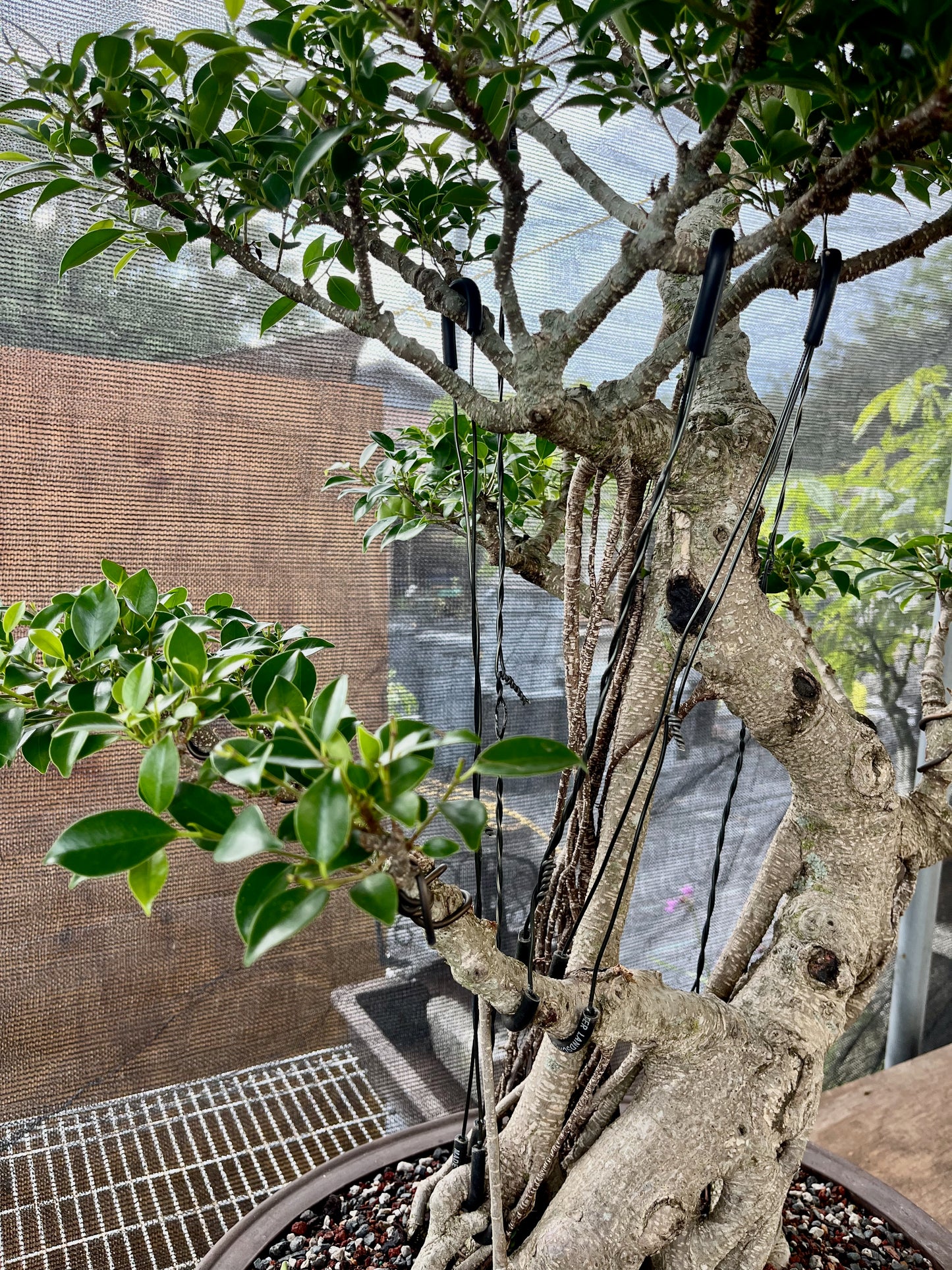 Tiger Bark Ficus Bonsai 16 years old