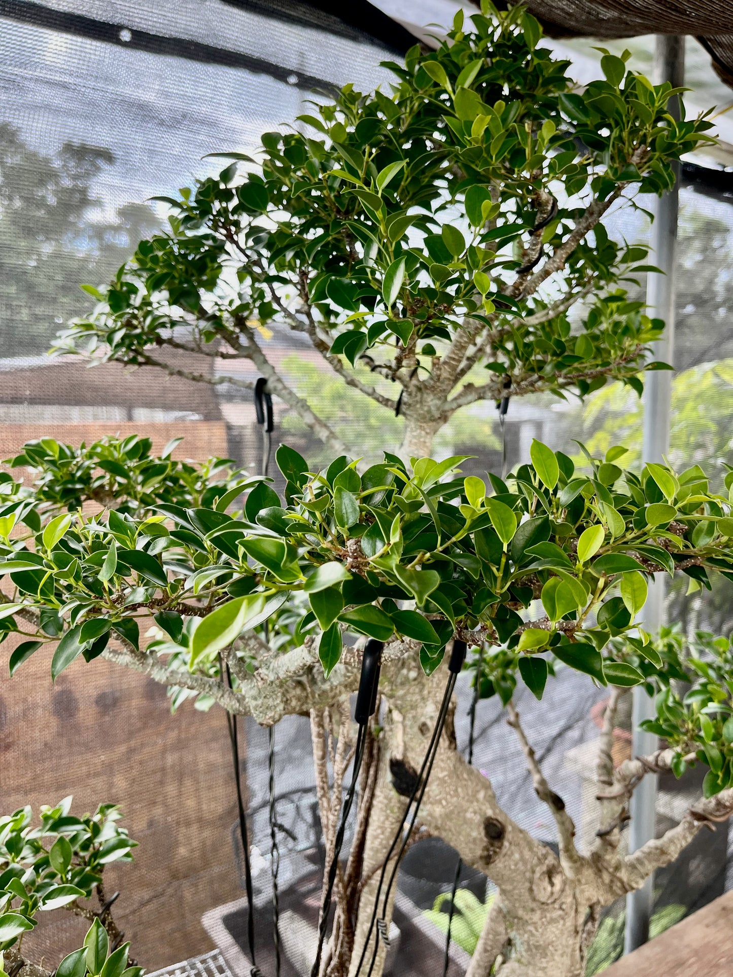 Tiger Bark Ficus Bonsai 16 years old