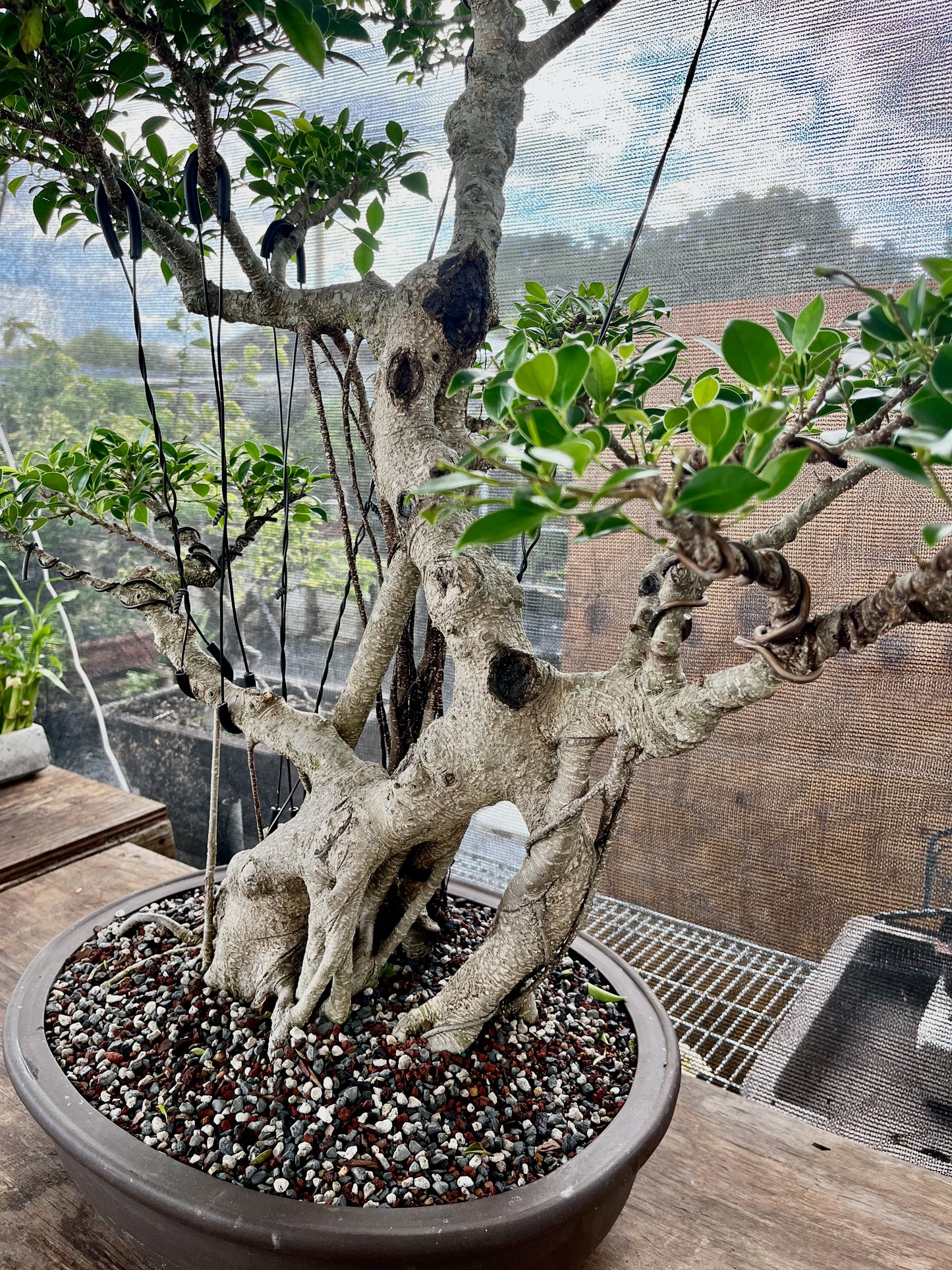 Tiger Bark Ficus Bonsai 16 years old