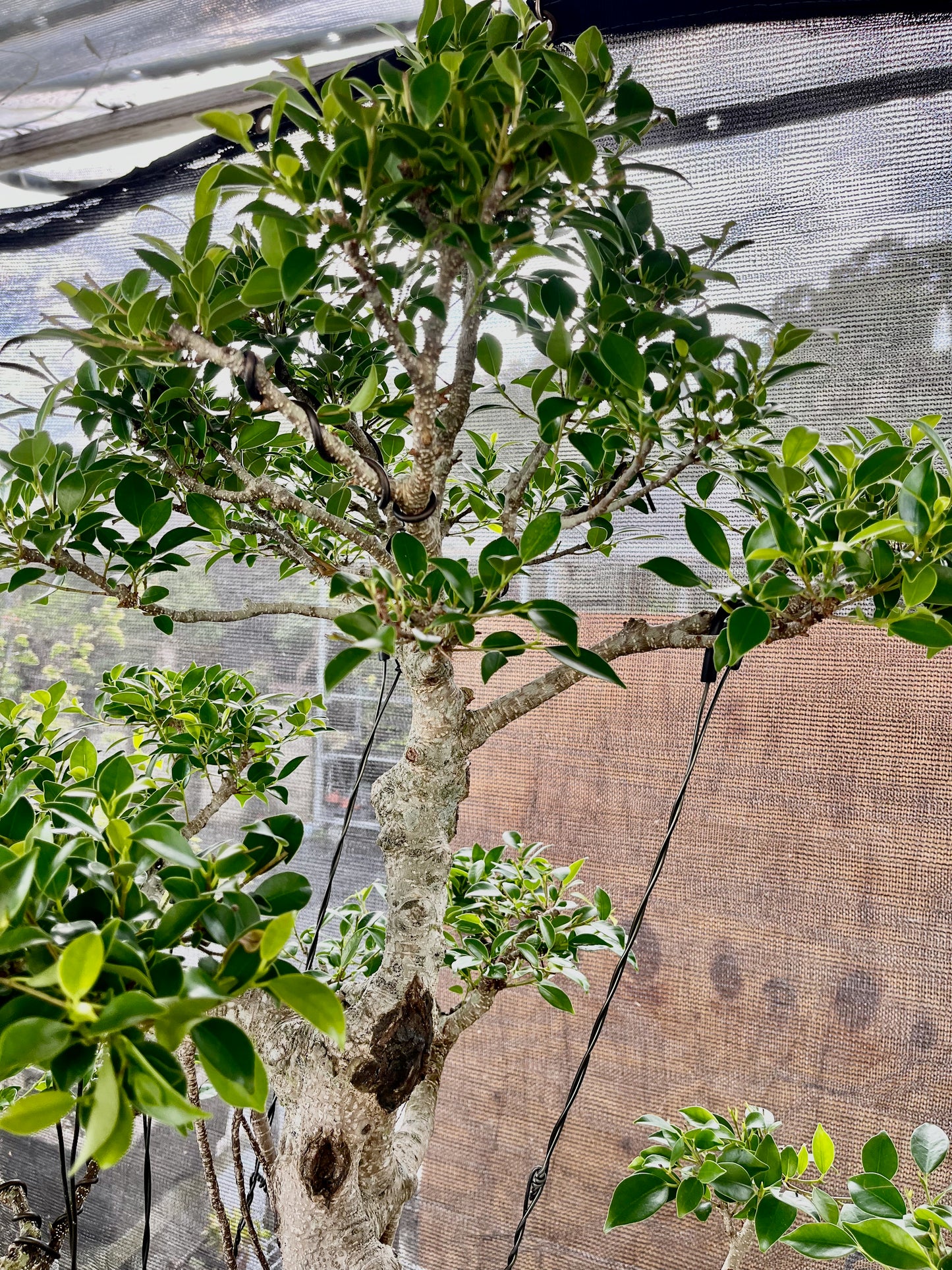 Tiger Bark Ficus Bonsai 16 years old