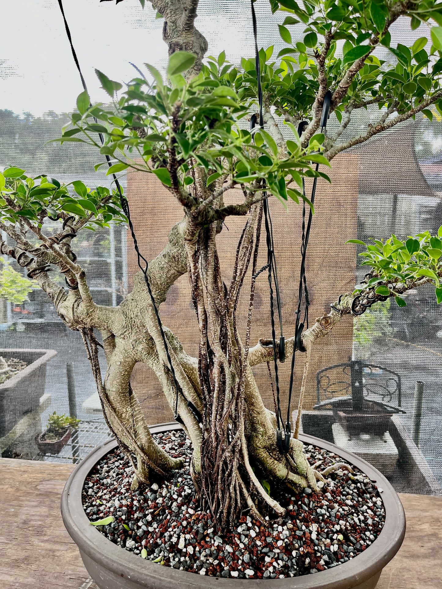 Tiger Bark Ficus Bonsai 16 years old