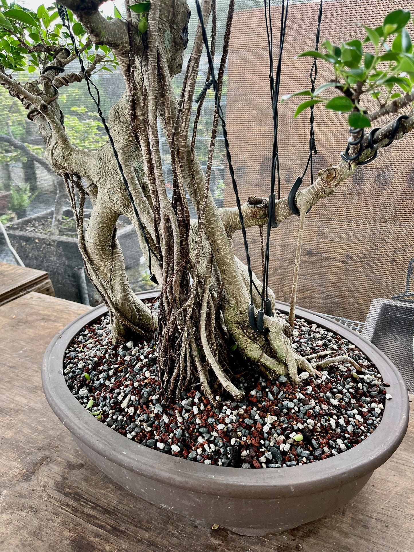 Tiger Bark Ficus Bonsai 16 years old
