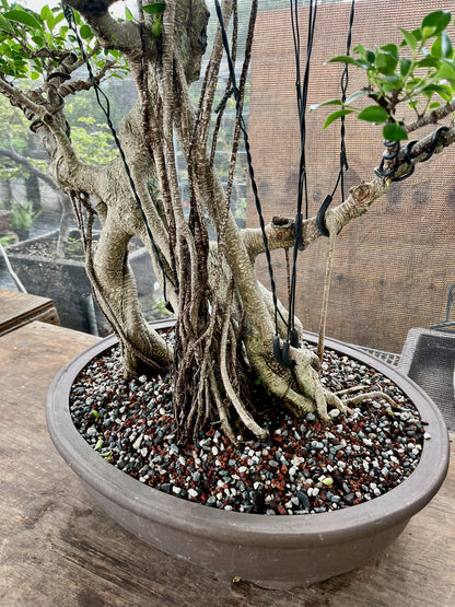 Tiger Bark Ficus Bonsai 16 years old