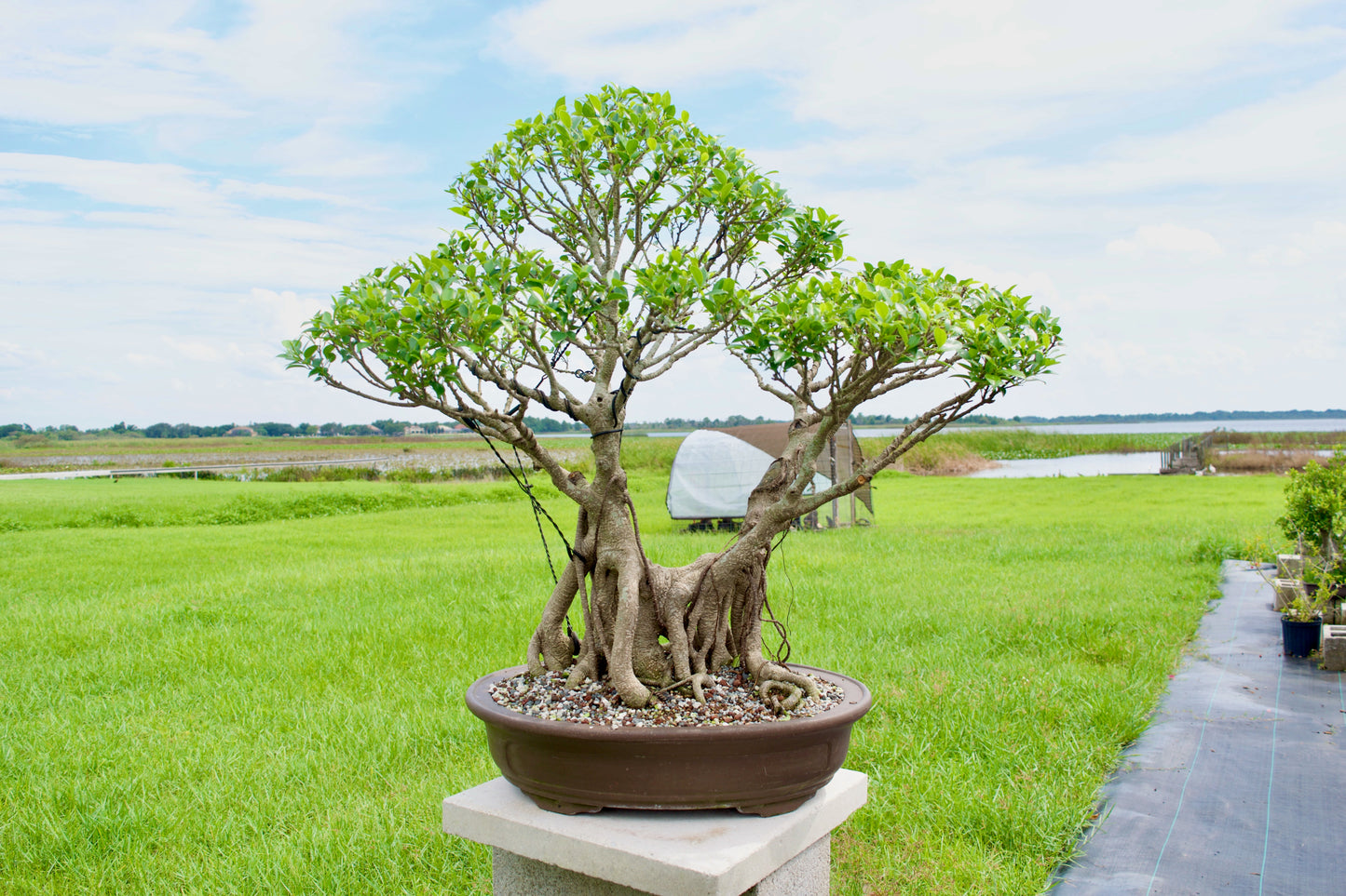 Tiger Bark Ficus Bonsai 18 years old