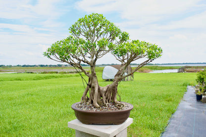 Tiger Bark Ficus Bonsai 18 years old