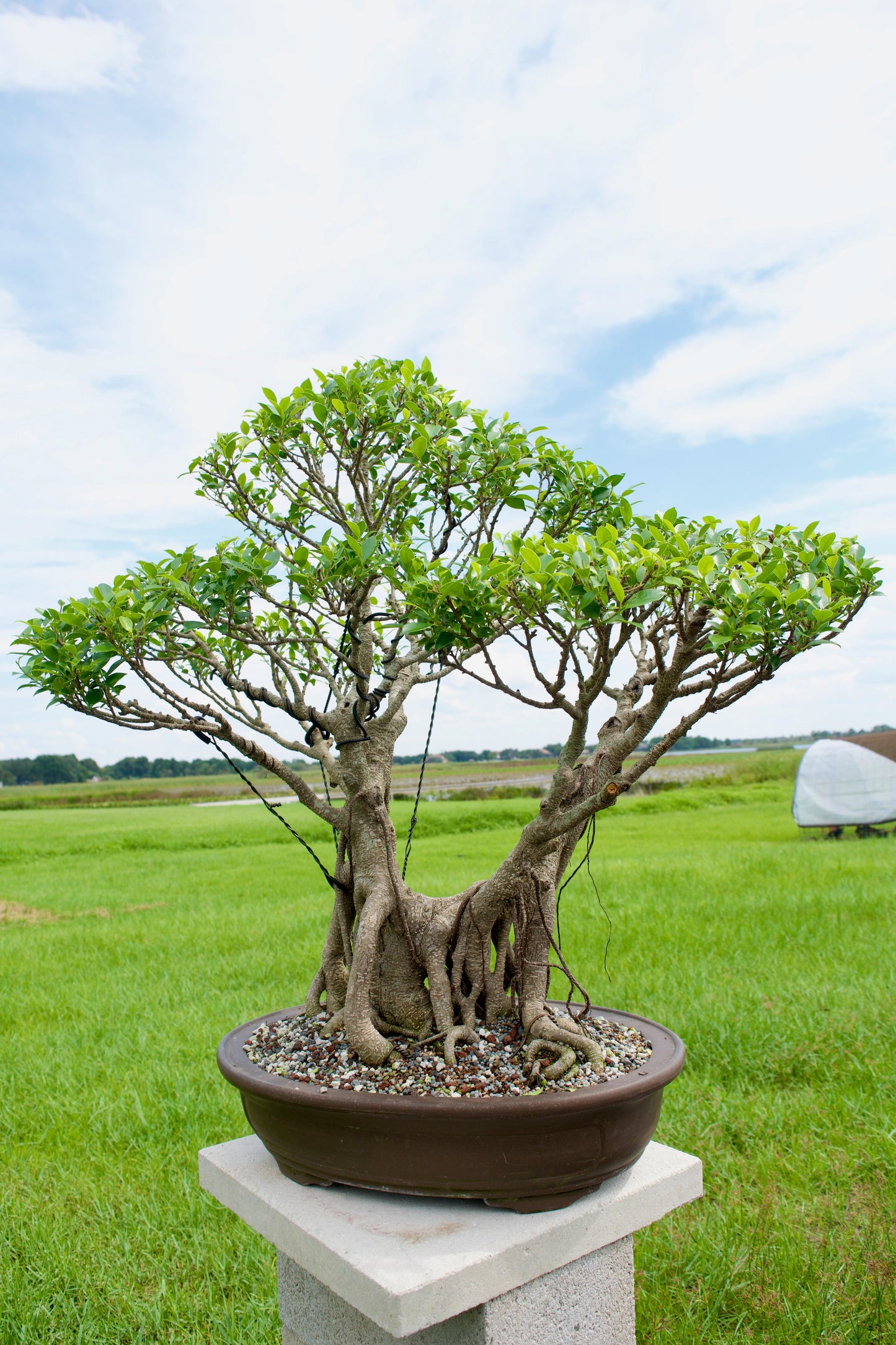 Tiger Bark Ficus Bonsai 18 years old