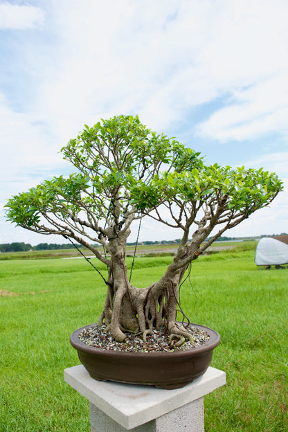 Tiger Bark Ficus Bonsai 18 years old