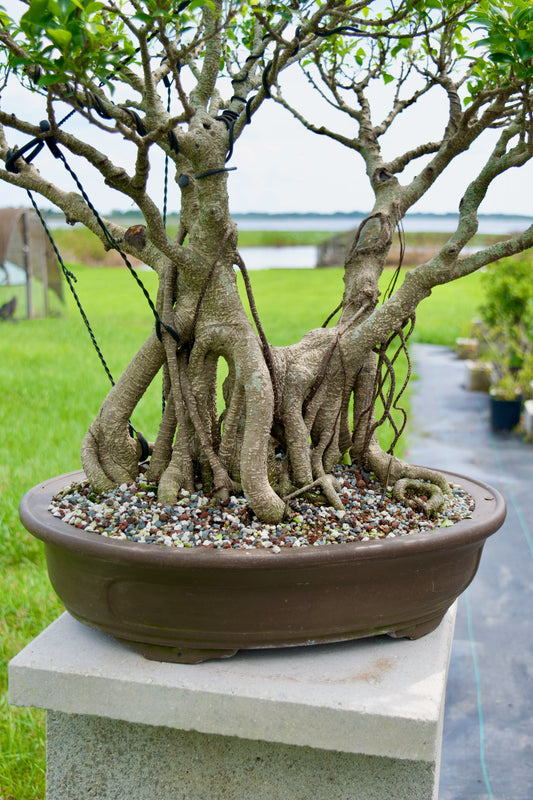 Tiger Bark Ficus Bonsai 18 years old