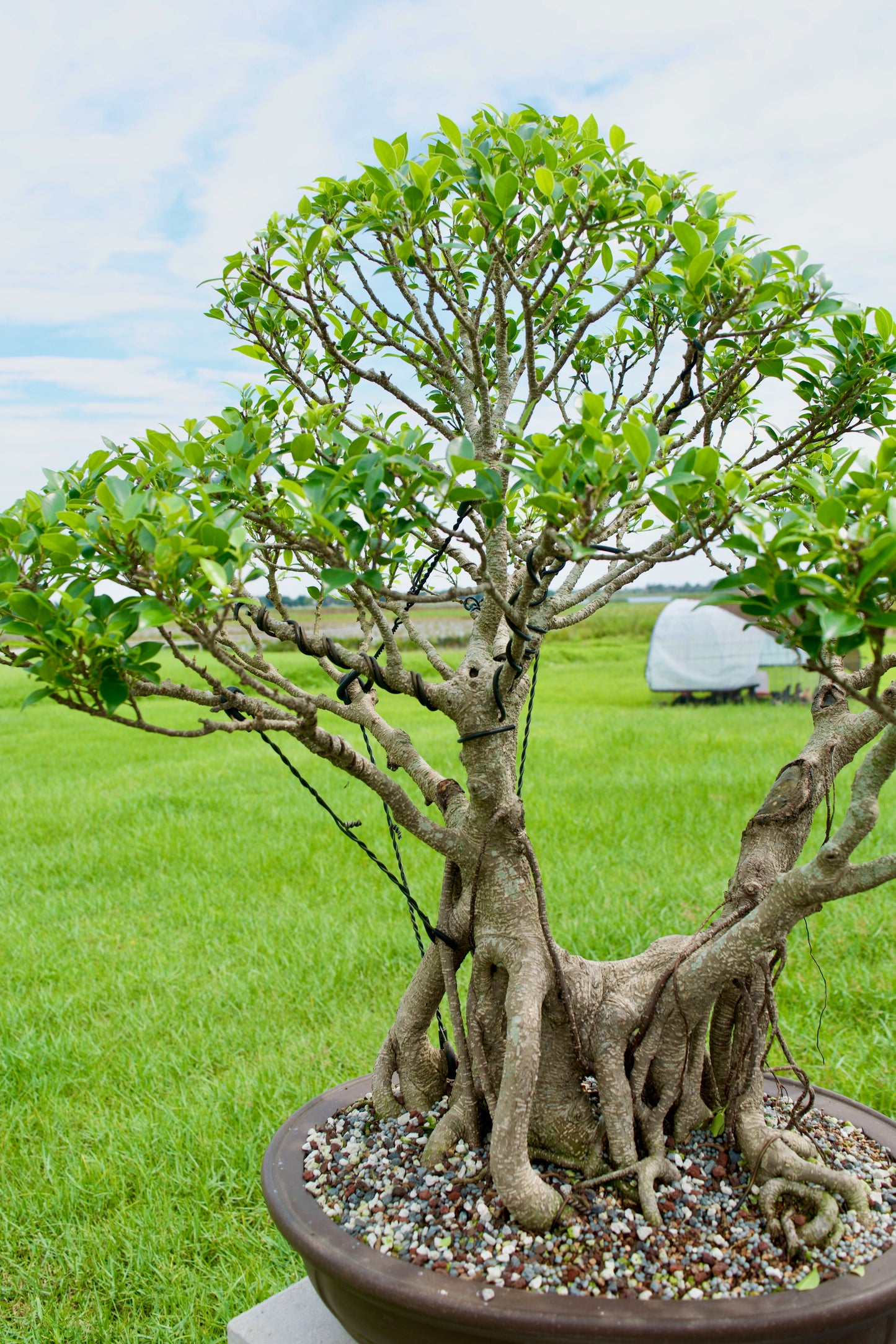 Tiger Bark Ficus Bonsai 18 years old