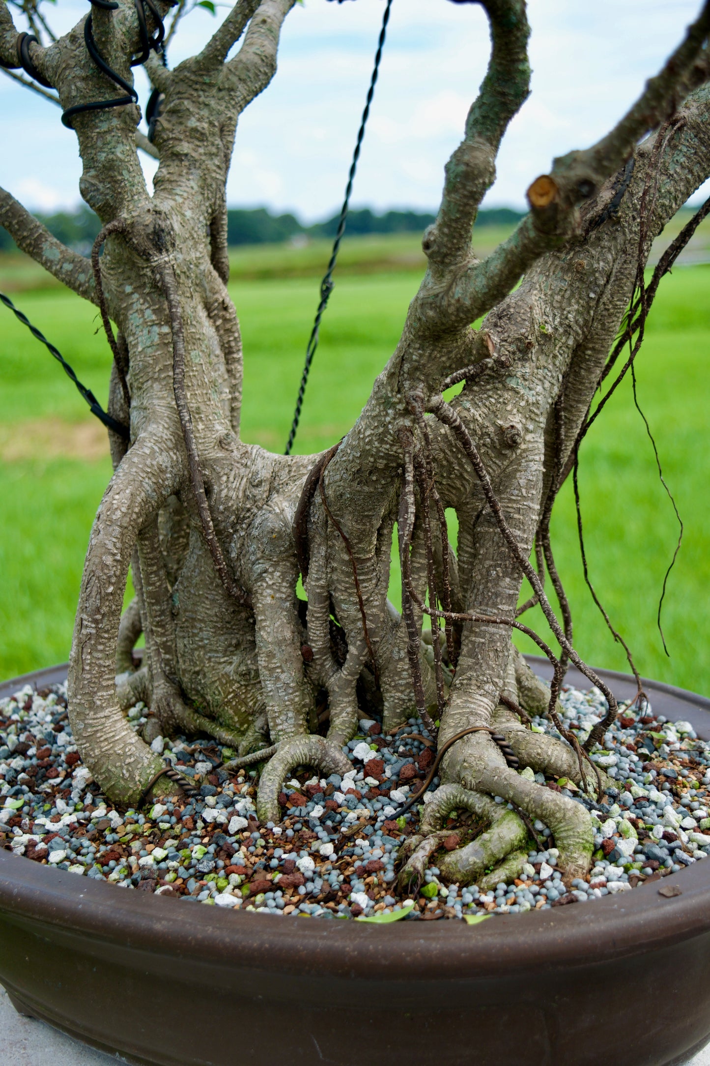 Tiger Bark Ficus Bonsai 18 years old