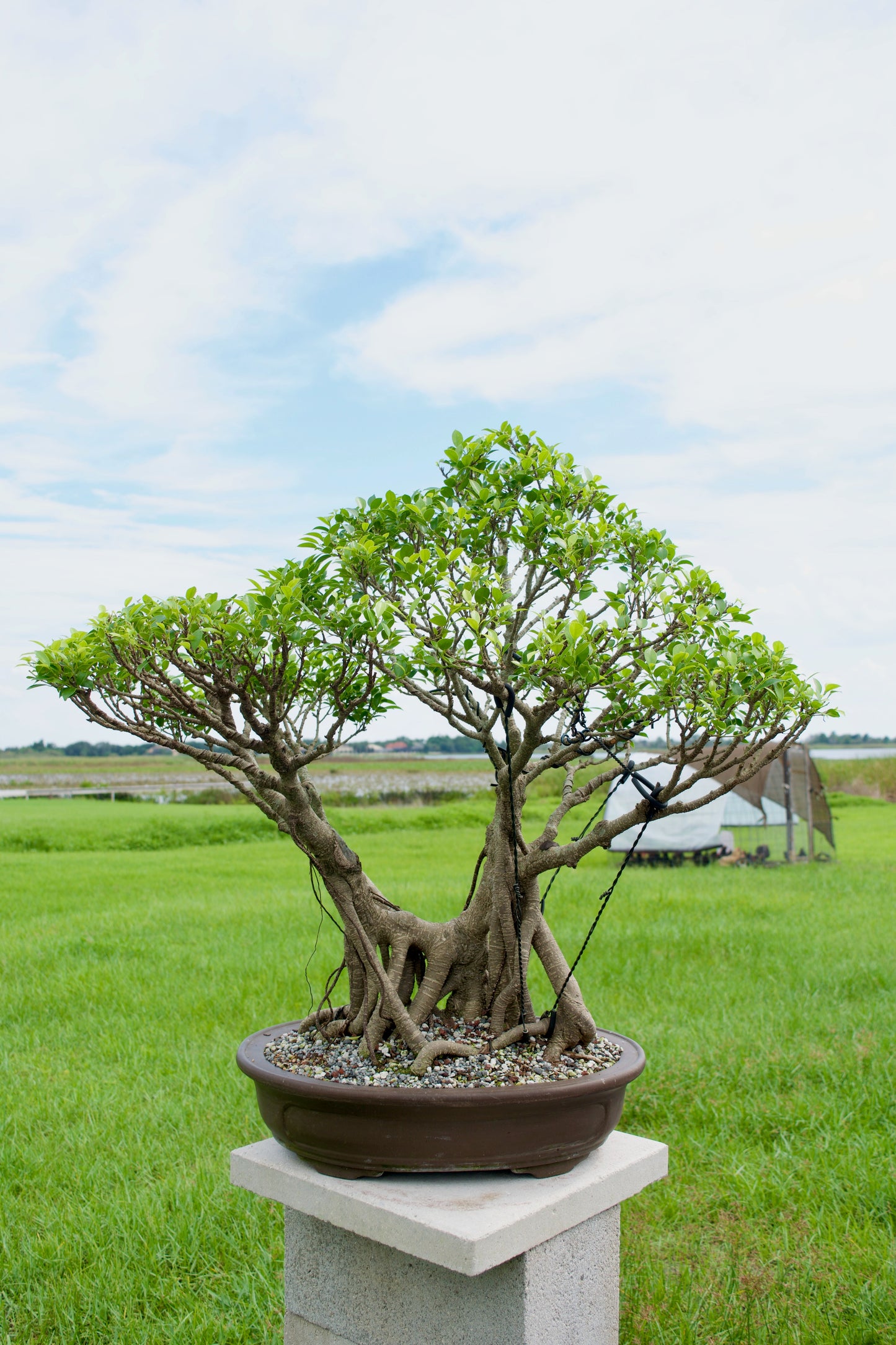 Tiger Bark Ficus Bonsai 18 years old
