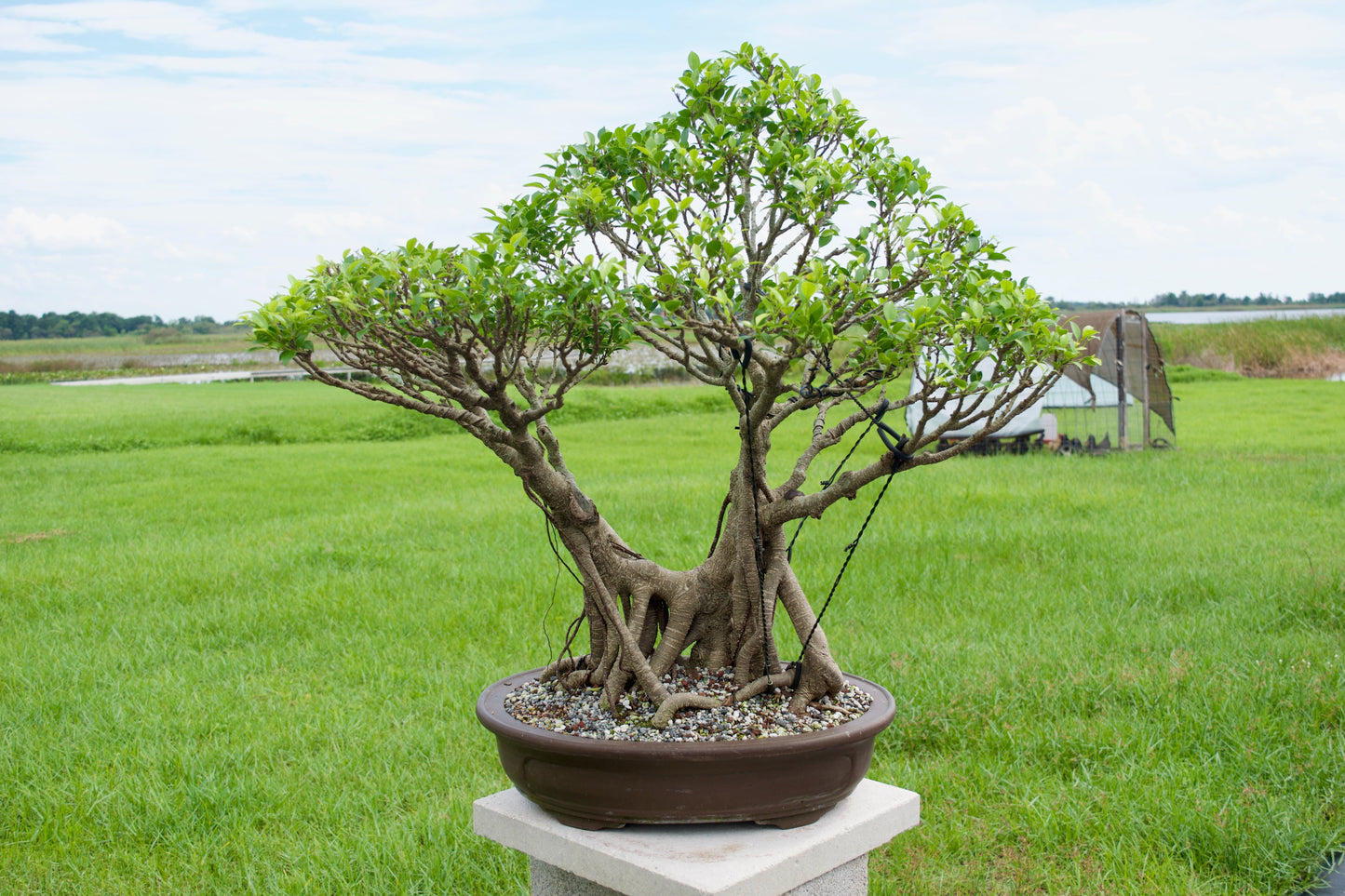 Tiger Bark Ficus Bonsai 18 years old
