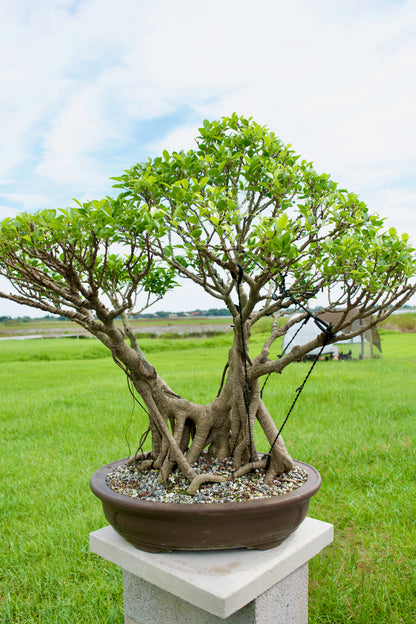 green bonsai tree Buy Tiger Bark Ficus Bonsai Tree