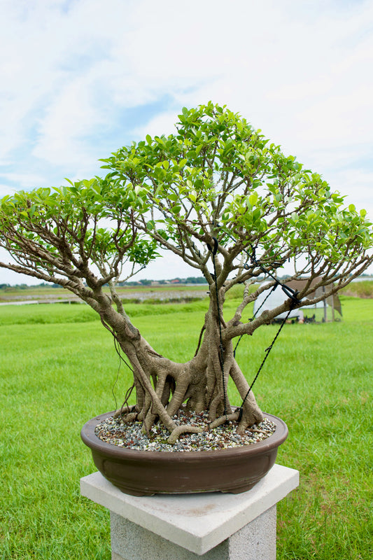 Tiger Bark Ficus Bonsai 18 years old