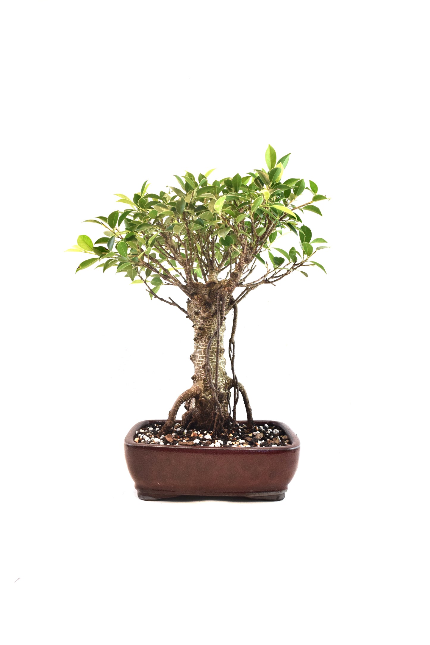 Tiger Bark Ficus Bonsai Ceramic 8" Pot - One of a Kind Bonsai