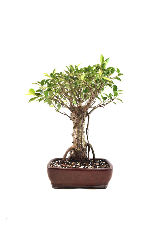 Tiger Bark Ficus Bonsai Ceramic 8" Pot - One of a Kind Bonsai
