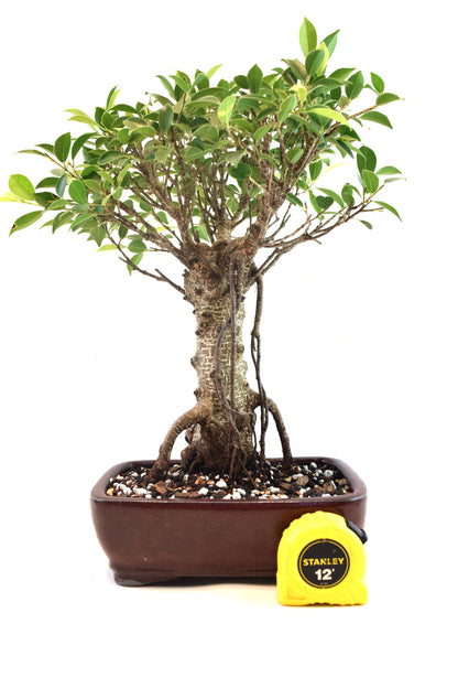 Tiger Bark Ficus Bonsai Ceramic 8" Pot - One of a Kind Bonsai