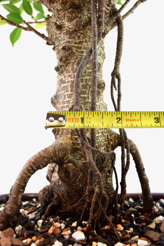 Tiger Bark Ficus Bonsai Ceramic 8" Pot - One of a Kind Bonsai
