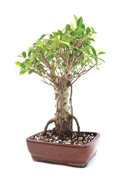 Tiger Bark Ficus Bonsai Ceramic 8" Pot - One of a Kind Bonsai