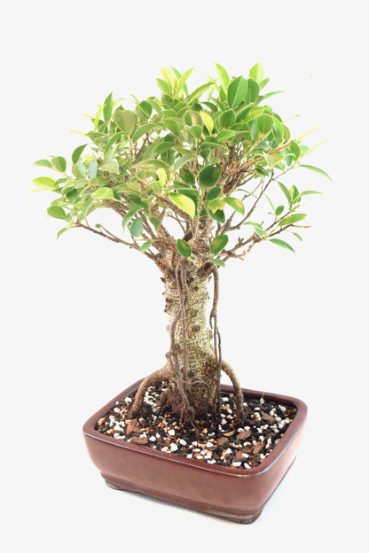 Tiger Bark Ficus Bonsai Ceramic 8" Pot - One of a Kind Bonsai