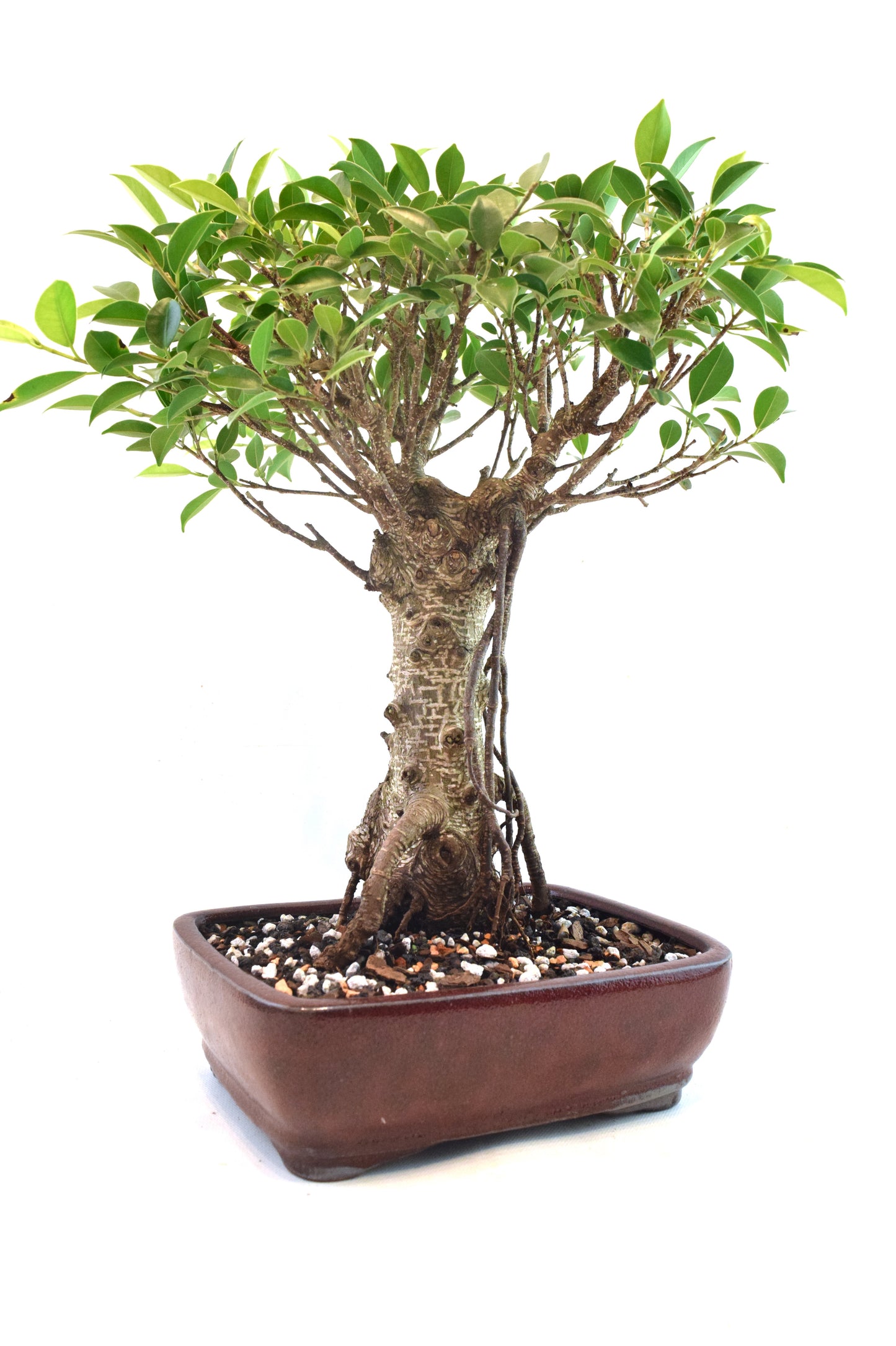 Tiger Bark Ficus Bonsai Ceramic 8" Pot - One of a Kind Bonsai