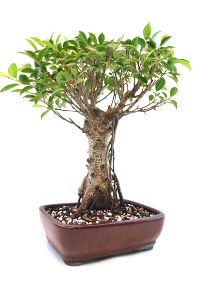 Tiger Bark Ficus Bonsai Ceramic 8" Pot - One of a Kind Bonsai