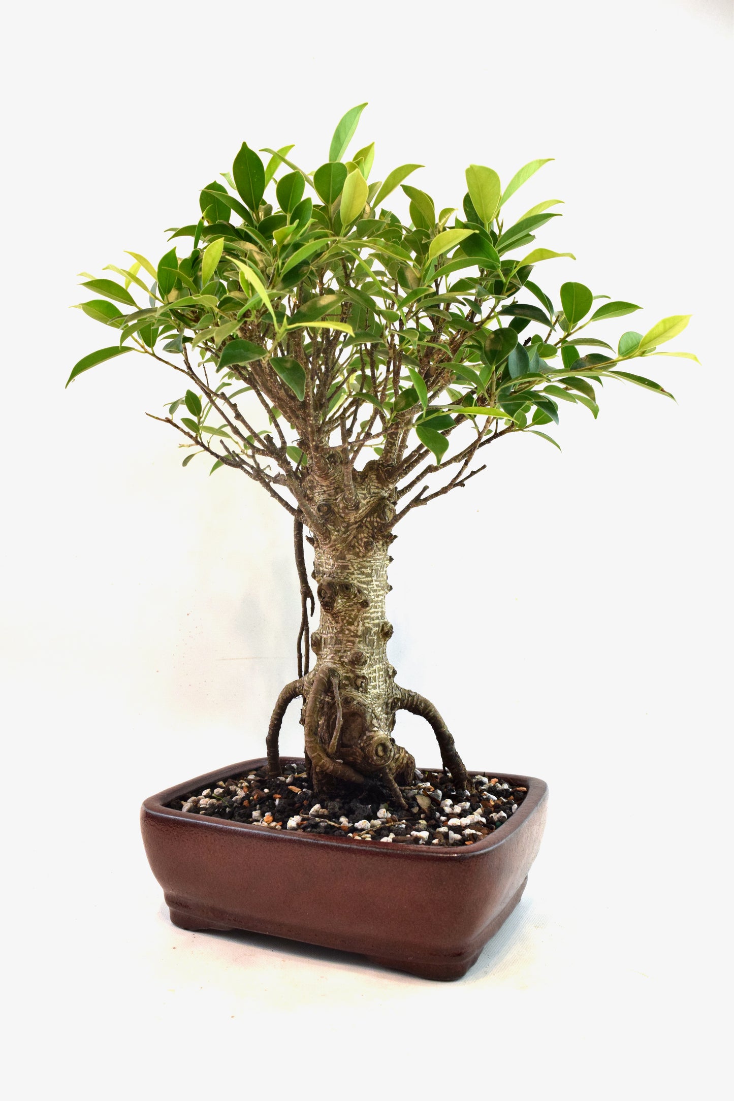 Tiger Bark Ficus Bonsai Ceramic 8" Pot - One of a Kind Bonsai