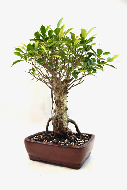 Tiger Bark Ficus Bonsai Ceramic 8" Pot - One of a Kind Bonsai