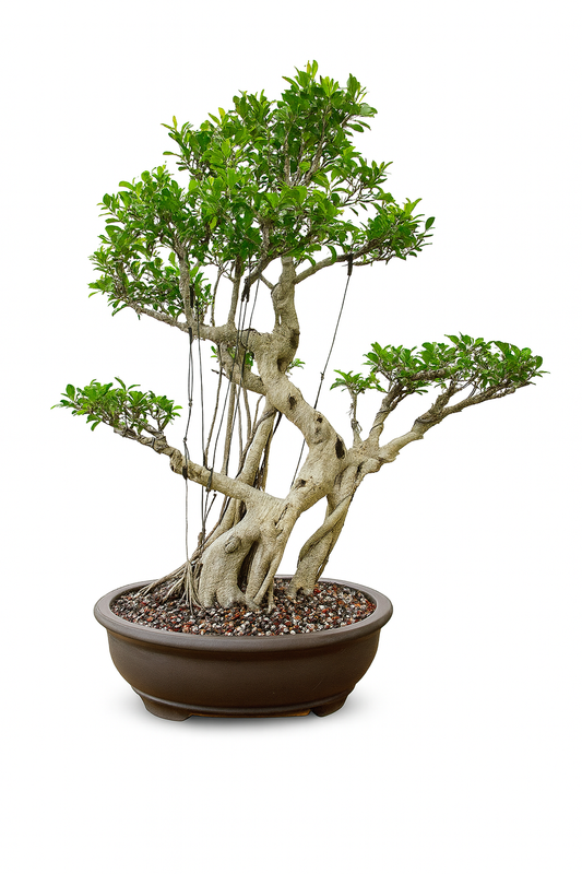Tiger Bark Ficus Bonsai 16 years old