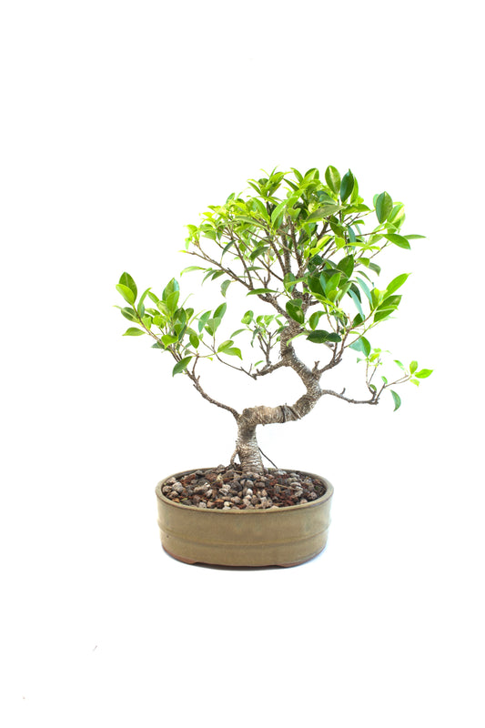 Tiger Bark Ficus Bonsai Ceramic 8" Pot - One of a Kind Bonsai
