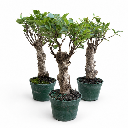 Tiger Bark Ficus Stump Live in 4"Pot - Pre-Bonsai