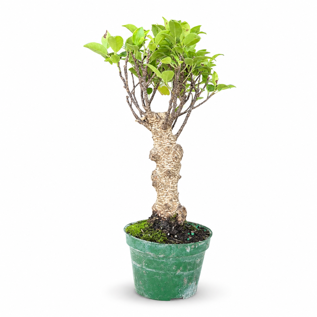 Tiger Bark Ficus Stump Live in 4"Pot - Pre-Bonsai
