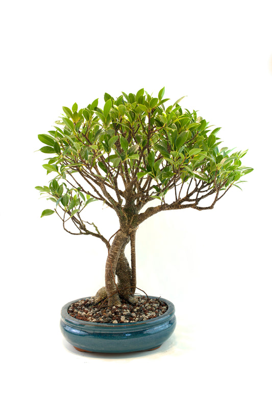 Tiger Bark Ficus 10" Pot - One of a Kind Bonsai