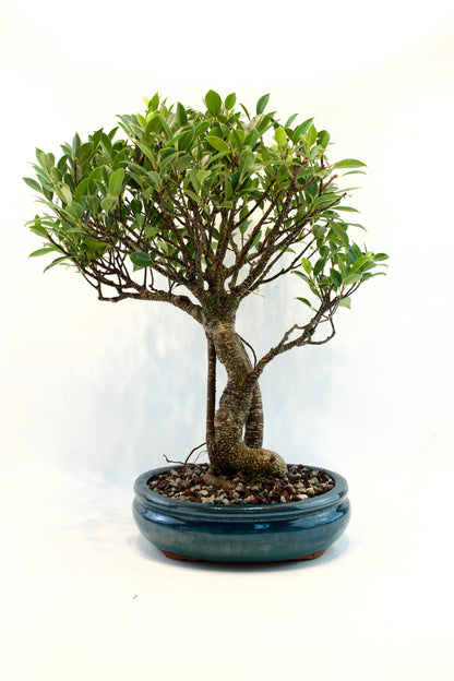 Tiger Bark Ficus 10" Pot - One of a Kind Bonsai